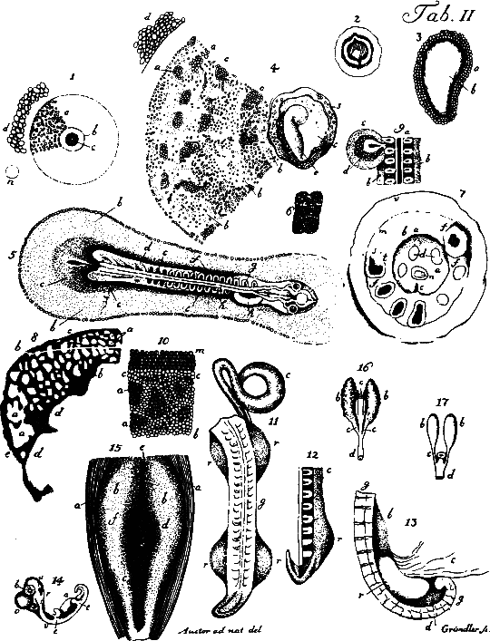 Аксиомы биологии i_07.png