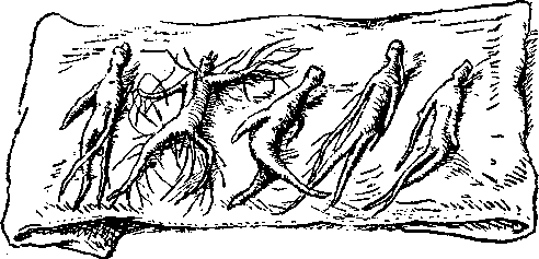 Покорители студеных морей (илл.) i_015.png