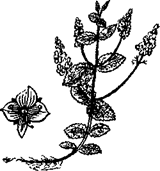 33 Рецепта для мужчин pic_6.png