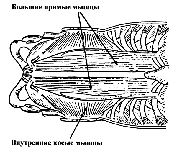 Пранаяма. Путь к тайнам йоги img_21.png