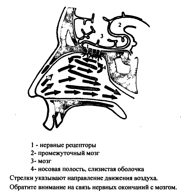 Пранаяма. Путь к тайнам йоги img_3.png