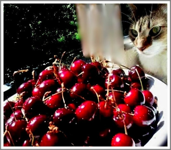 Кошкин сын _41.jpg