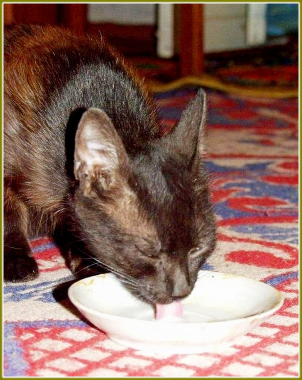Кошкин сын _46.jpg