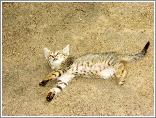 Кошкин сын _47.jpg
