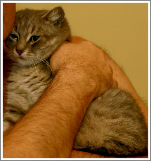 Кошкин сын _5.jpg
