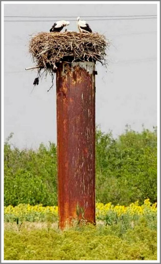Кошкин сын _59.jpg