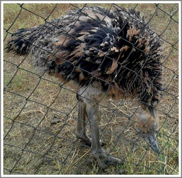 Кошкин сын _61.jpg