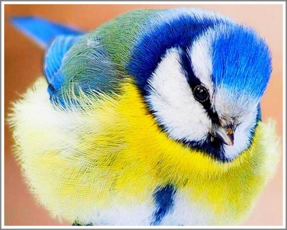 Кошкин сын _70.jpg