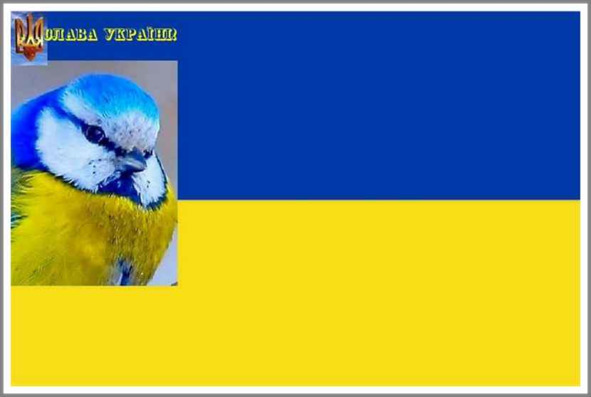 Кошкин сын _72.jpg