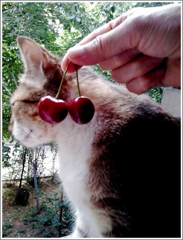 Кошкин сын _83.jpg
