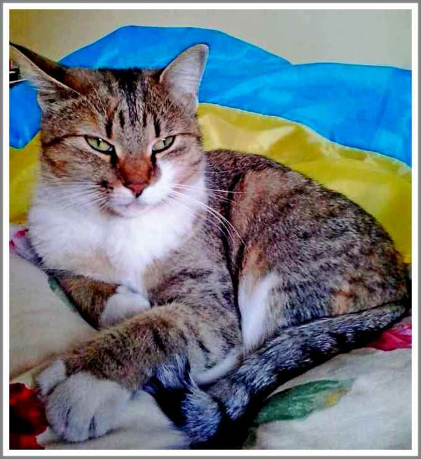 Кошкин сын _84.jpg