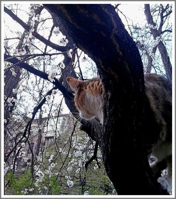 Кошкин сын _85.jpg