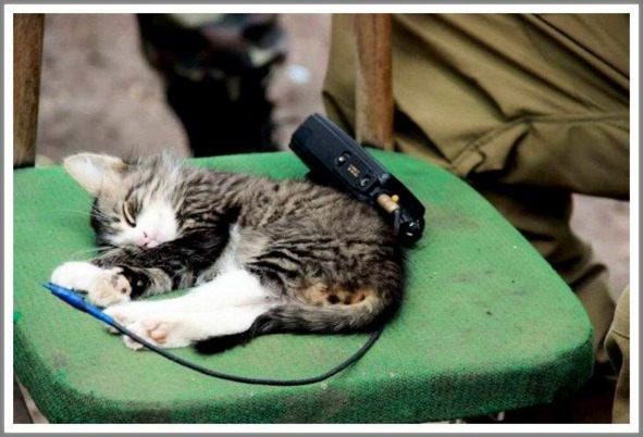 Кошкин сын _100.jpg
