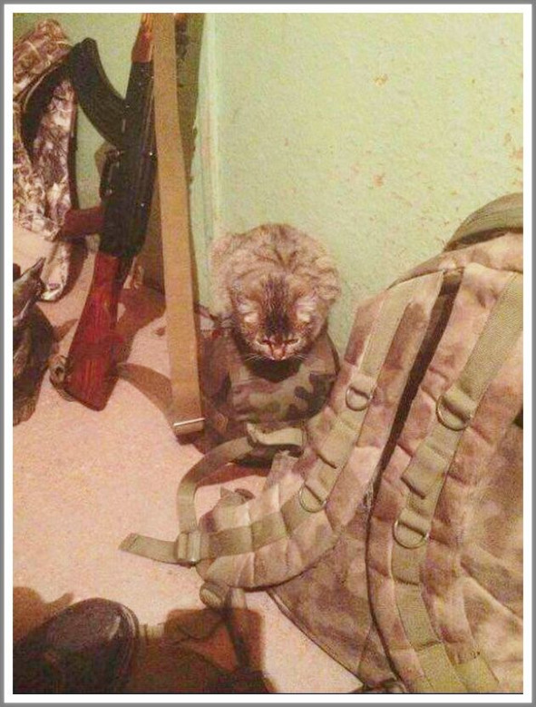 Кошкин сын _103.jpg