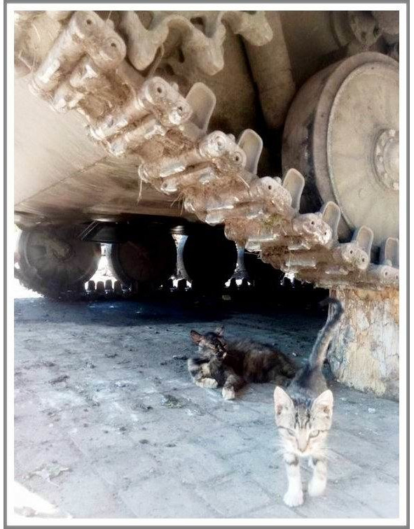 Кошкин сын _105.jpg