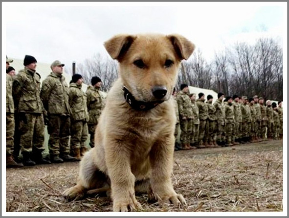 Кошкин сын _108.jpg