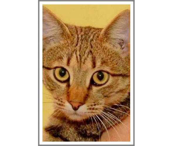 Кошкин сын _87.jpg