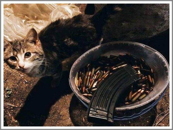 Кошкин сын _99.jpg