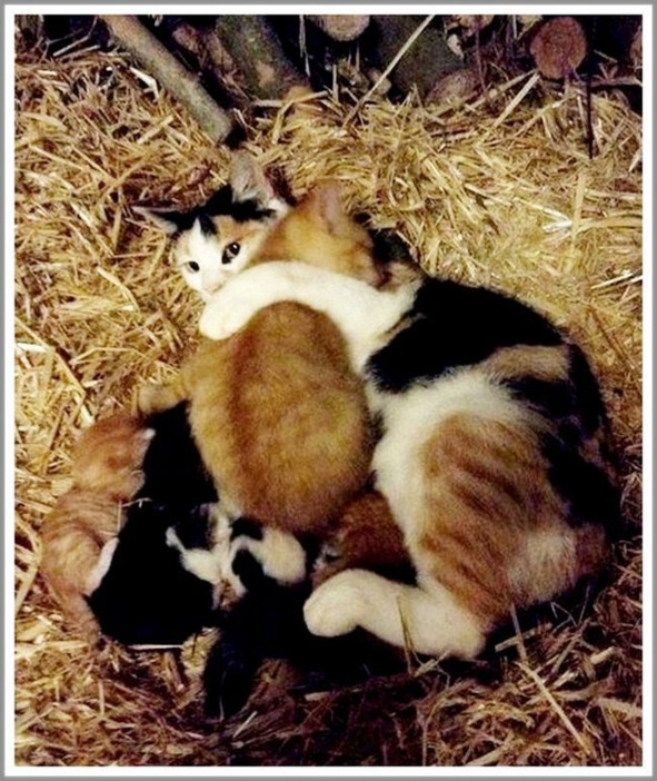 Кошкин сын _113.jpg