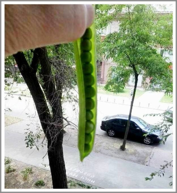 Кошкин сын _147.jpg