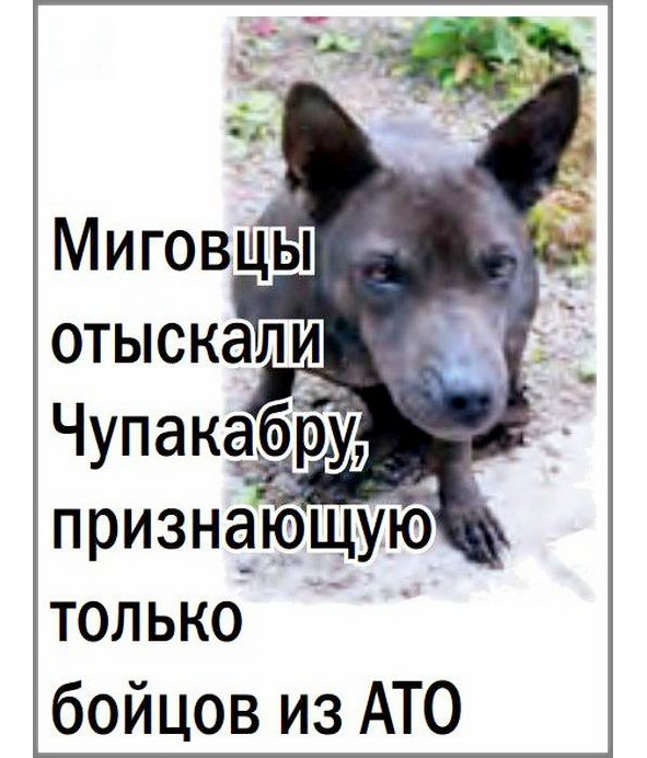 Кошкин сын _15.jpg