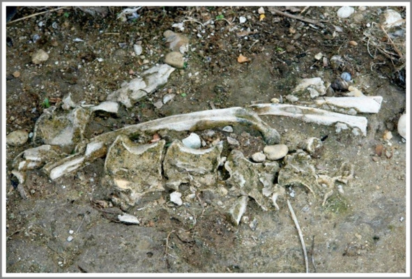 Кошкин сын _27.jpg