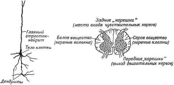 От инстинкта до разума  i_007.jpg
