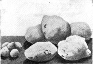 Агробиология i_067.jpg