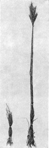 Агробиология i_017.jpg