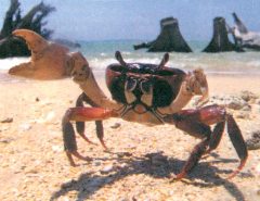 Журнал «Вокруг Света» №3 за 1999 год _6357.jpg