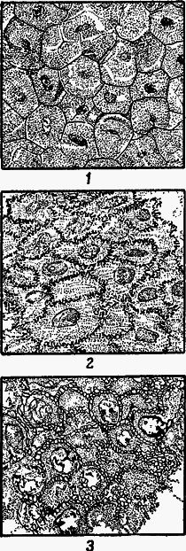 Происхождение клеток из живого вещества i_005.png