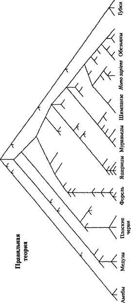 Язык как инстинкт i_326_1.png