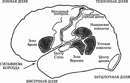 Язык как инстинкт i_293_1.png