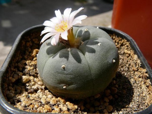 Время вне времени Lophophora.jpg