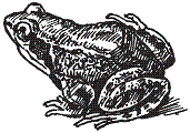 Удивительная биология pic_25.png