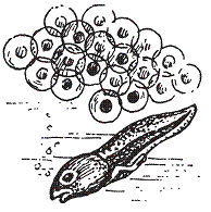 Удивительная биология pic_26.png