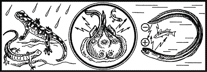 Удивительная биология pic_74.png