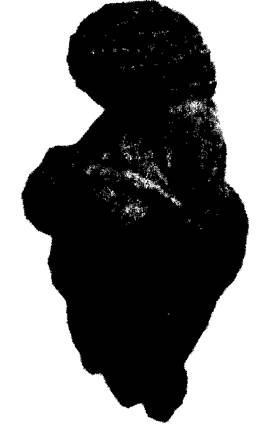Неизвестная история человечества any2fbimgloader52.jpeg