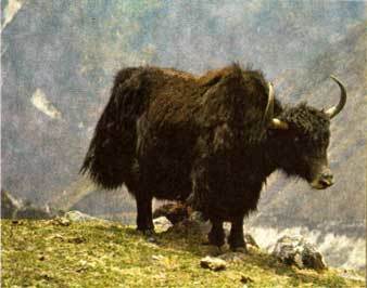 Дикие стада i_075.jpg
