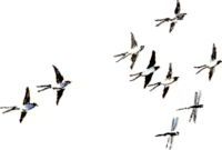 Жемчуг северных рек (с илл.) i_050.jpg
