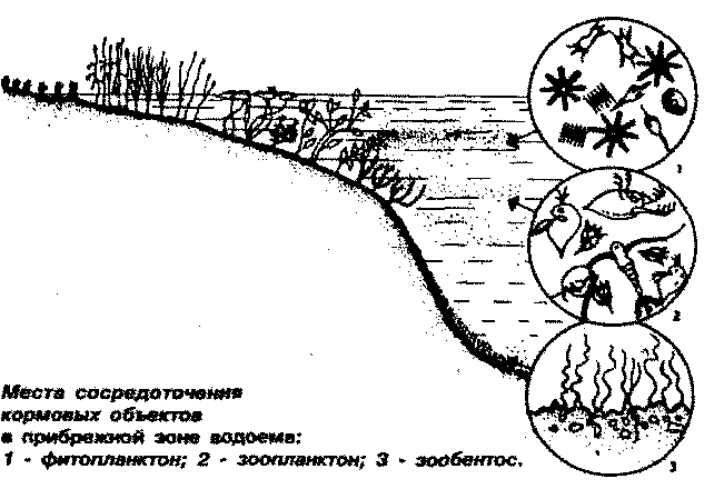 Аквариум: Корм и питание рыб any2fbimgloader1.png