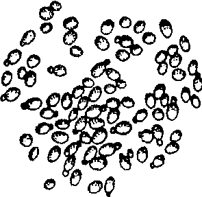 Аквариум: Корм и питание рыб any2fbimgloader11.png