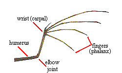 От автора wingbone.png