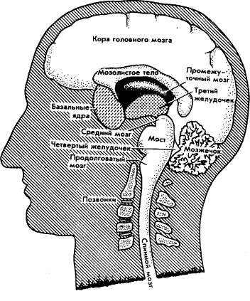 Мозг Фирмы sb13.png