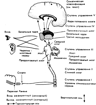 Мозг Фирмы sb14.png