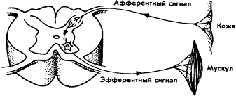 Мозг Фирмы sb15.png