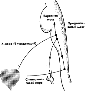 Мозг Фирмы sb18.png