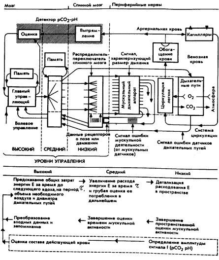 Мозг Фирмы sb19.png