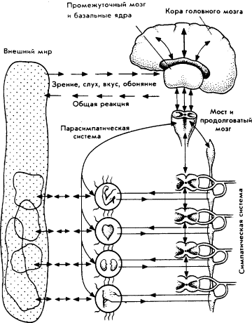Мозг Фирмы sb23.png