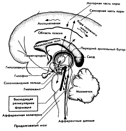 Мозг Фирмы sb24.png